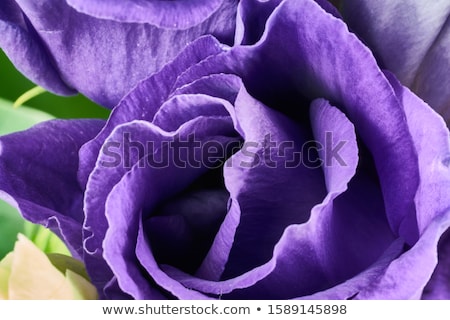 Stock photo: Flowers