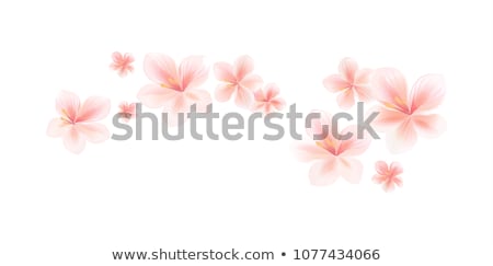 Stock fotó: Cherry Peach Blossom Flower Design Pattern Element