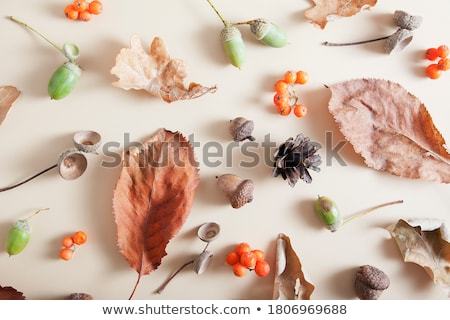 Stock photo: Hat And Fallen Autumn Leaves On White Background