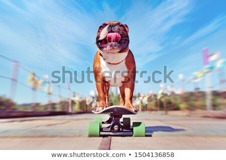Foto stock: Skater Dog On Skateboard