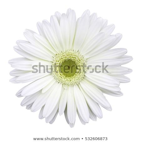 Stock photo: Bright White Gerbera Flower On White