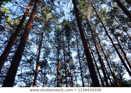 Сток-фото: Sunny Illuminated Redwood Stem