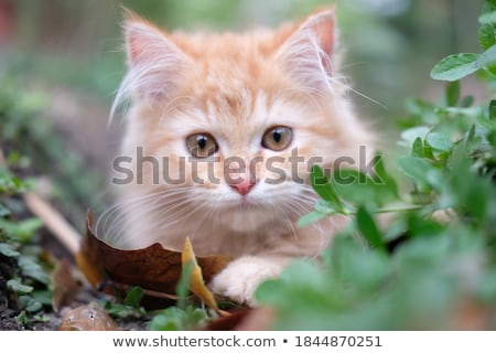 [[stock_photo]]: Cute Kitten Lying In The Garden