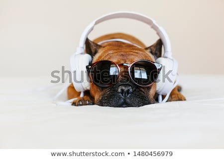 Stockfoto: Dog Relax Music