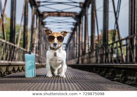 Foto stock: Lost And Homeless Abandoned Dog