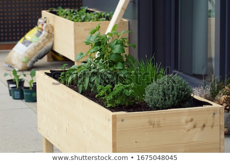 Foto stock: Farm Garden With Raised Beds