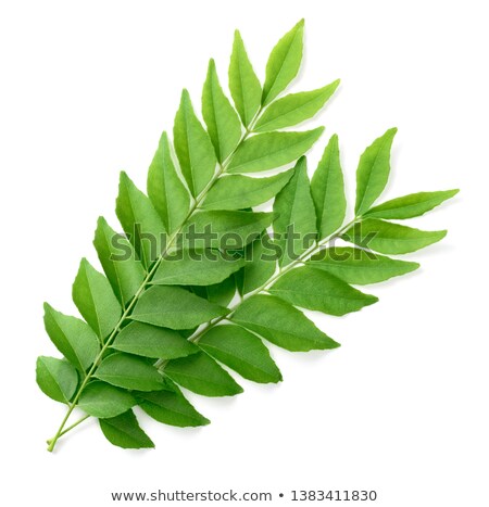 Stok fotoğraf: Green Curry Leaves