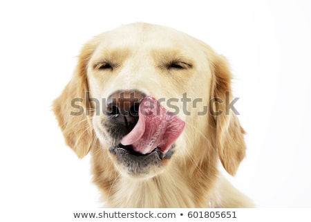 Сток-фото: An Adorable Golden Retriever Puppy Licking Her Lips