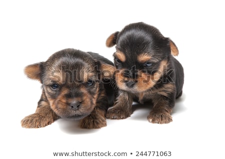 Stock fotó: Studio Shot Of A Blind Yorkshire Terrier