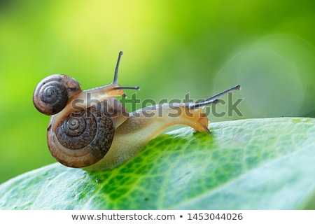 Foto d'archivio: Baby On Snail