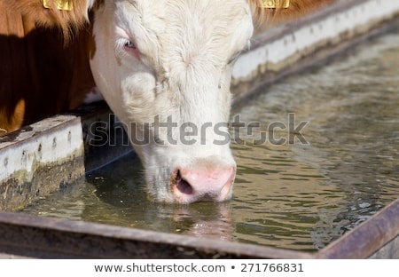 Stockfoto: Cows At Trough