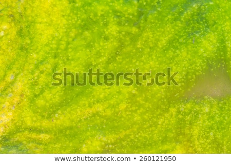 Stok fotoğraf: Green Bubbly Slime Detail