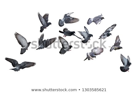 Foto stock: Aloma · en · vuelo