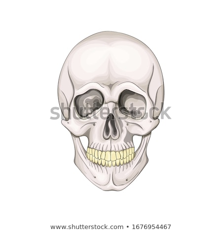 Stock foto: Skulls And Bones