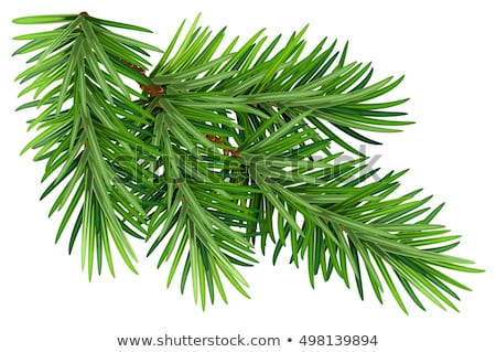 Foto stock: Fluffy Spruce Branches