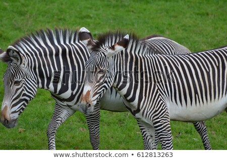 Сток-фото: Zebra Pair Grazing