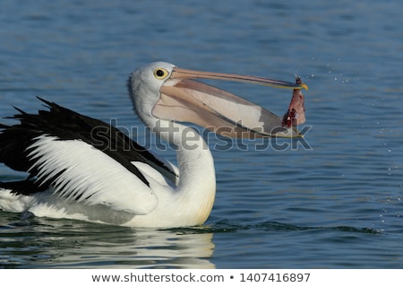 Stok fotoğraf: Pelicans Feeding In The Water