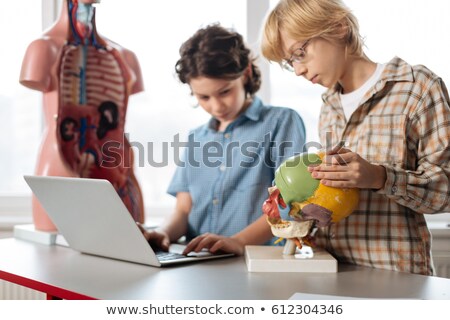 Zdjęcia stock: Two Students Learning Model Human Body In Biology