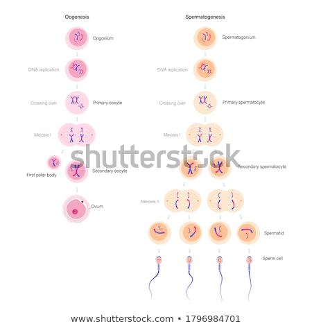 Stok fotoğraf: Spermatogenesis And Oogenesis