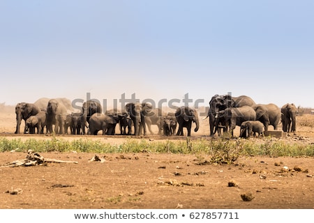 Stok fotoğraf: Water In Safari In Kruger National Park South Africa