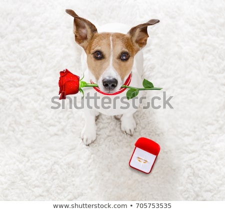 [[stock_photo]]: Wedding Proposal Dog With Marraige Ring