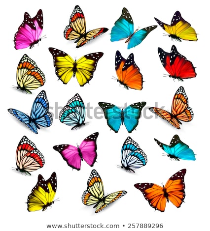 Foto stock: Olección · de · mariposas · de · colores · aislados · en · blanco