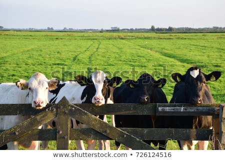 Foto stock: Cow On The Farm