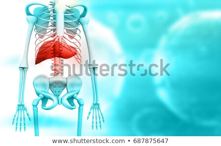 Torsoskelet met inwendige organen - voor- en achterkant Stockfoto © bluebay