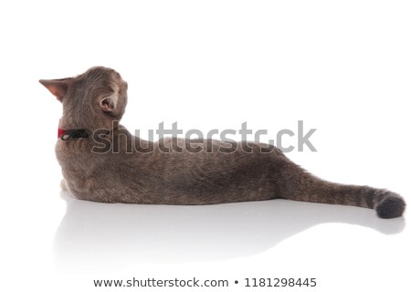 Foto stock: Side View Of Lying Gentleman Cat Looking Up And Behind