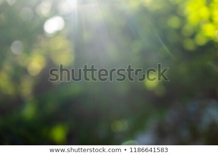 Beautiful Bright Blurred Background Of Green Trees In A Spring Park With Bokeh Effect Natural Layou Stockfoto © artjazz