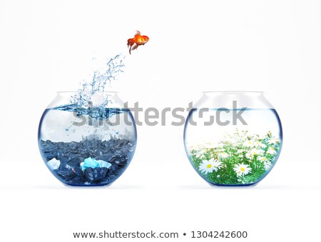Stock fotó: Improvement And Moving Concept With A Goldfish Jumping From A Dirty Aquarium To A Clean One