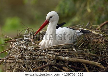 ストックフォト: White Stork In Nest