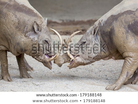 Foto stock: Babirusa Wild Boar In Battle