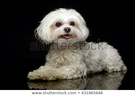 Stock fotó: Shih Tzu In The Dark Photo Studio