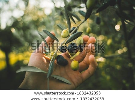 Stok fotoğraf: Ripe Olives On Branch Of A Tree