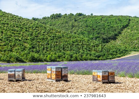 Stock photo: Beehive Close To Lavander Field