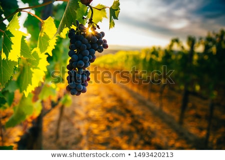 Stock photo: Vineyard