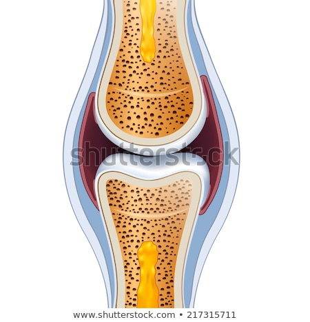 Stok fotoğraf: Normal Synovial Joint Anatomy Healthy Joint Detailed Illustrati