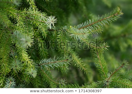 Stock fotó: Close Up Leaf Pine