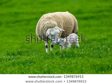 Сток-фото: Lamb And Sheep