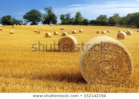 Foto stock: Farm Field With Bails Of Hay