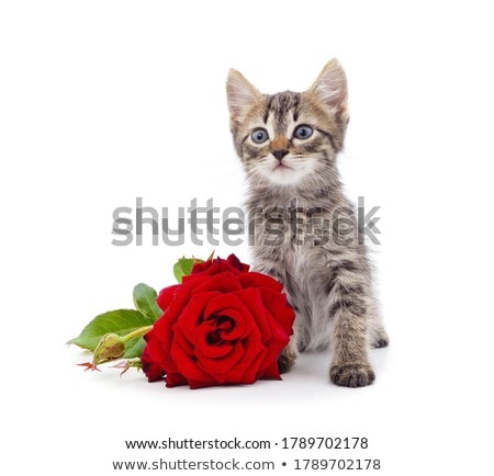 Foto stock: Red Roses On White Background