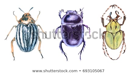 [[stock_photo]]: Beetle Decorative Illustration