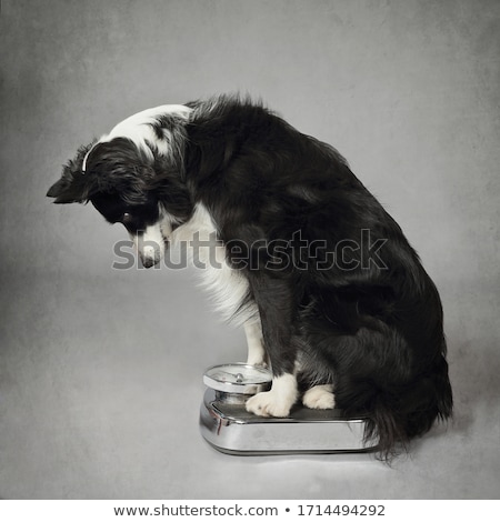 Foto stock: Dog On Scale