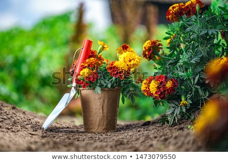 Stock photo: Tagetes Garden In Spring Season