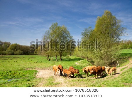 Stock photo: Cows In The Geleenbeek Valley