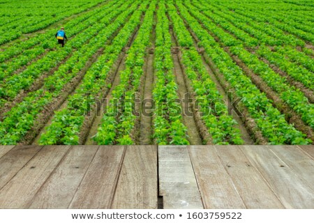 [[stock_photo]]: Old Kitchen Table In Plantation Building