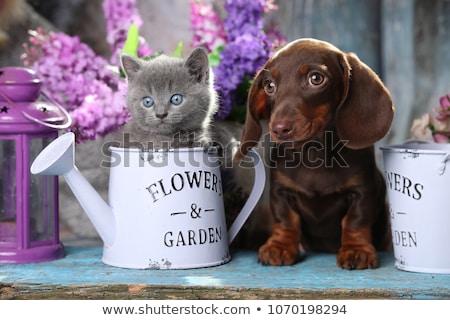 Zdjęcia stock: Kitten And Dachshund