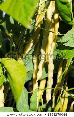 Zdjęcia stock: Raw Fresh Yellow Wax Beans