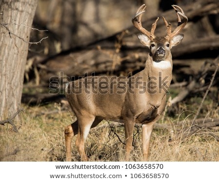 Foto stock: Whitetail Deer Buck